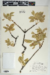 Fraxinus anomala image