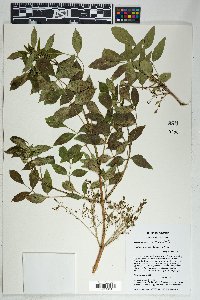 Fraxinus anomala image