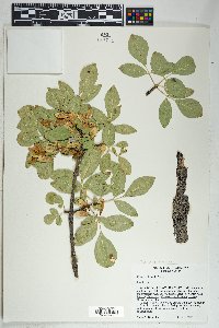 Fraxinus anomala image