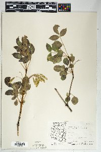 Fraxinus anomala image