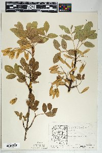 Fraxinus anomala var. lowellii image