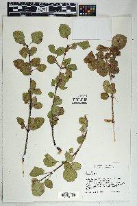 Fraxinus anomala image