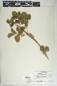 Fraxinus anomala image