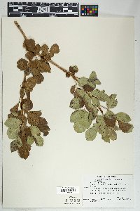 Fraxinus anomala image