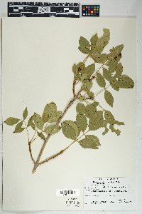 Fraxinus anomala var. lowellii image