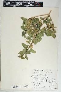 Fraxinus anomala image