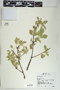 Fraxinus anomala image