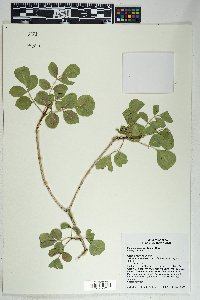 Fraxinus anomala image