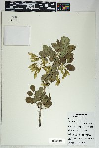 Fraxinus anomala image