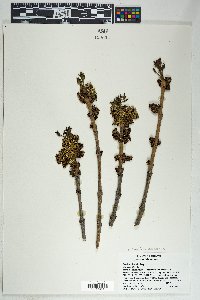 Fraxinus anomala image