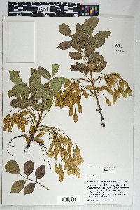 Fraxinus anomala image