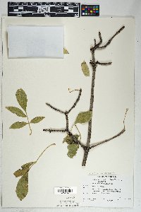 Fraxinus anomala image