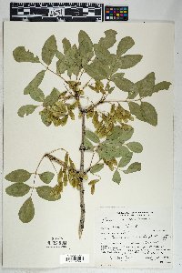 Fraxinus anomala image