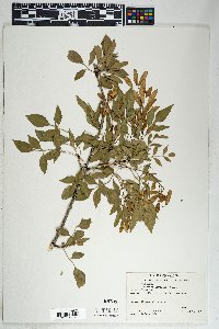 Fraxinus anomala image