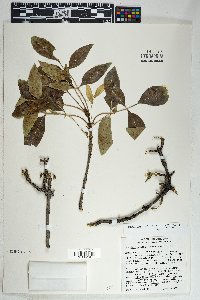 Fraxinus anomala image