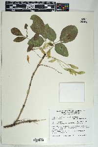 Fraxinus anomala var. lowellii image