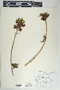 Fraxinus anomala var. lowellii image