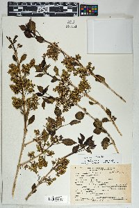 Fraxinus anomala image