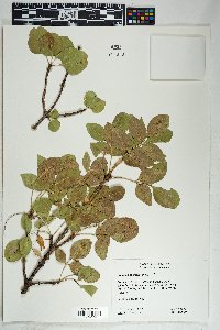 Fraxinus anomala image