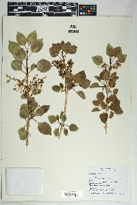 Fraxinus anomala image