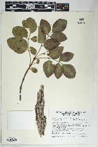 Fraxinus anomala var. lowellii image