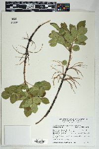 Fraxinus anomala image