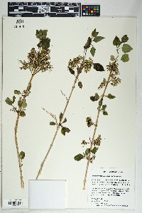 Fraxinus anomala image