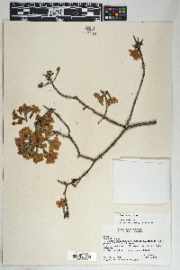 Cordia sonorae image