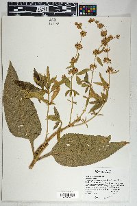 Buddleja sessiliflora image