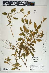 Buddleja parviflora image