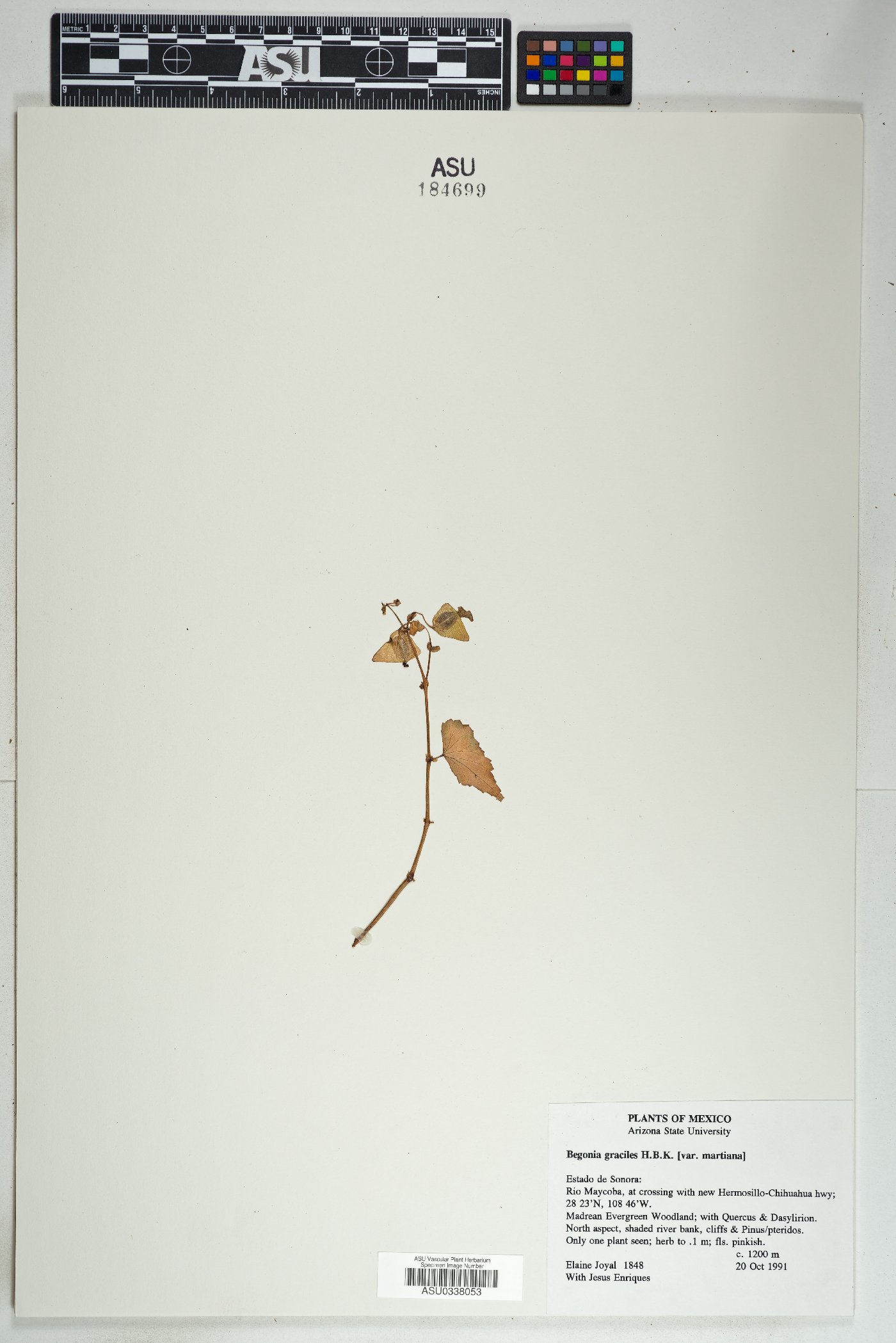 Begonia gracilis var. martiana image