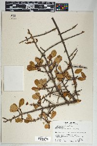 Erythroxylum havanense image