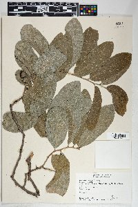 Diospyros sinaloensis image