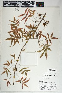 Bursera lancifolia image