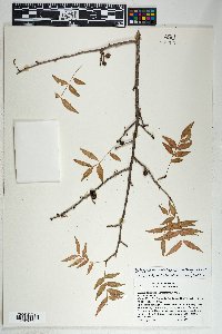 Bursera fagaroides image