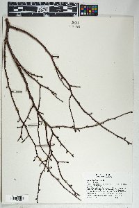 Bursera laxiflora image