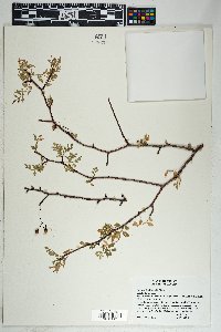 Bursera laxiflora image