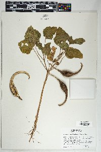 Proboscidea parviflora image