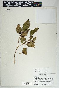 Miconia petiolaris image