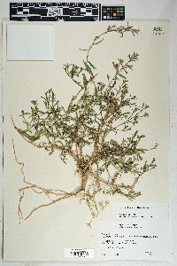 Loeselia glandulosa image