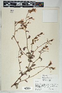 Hydrolea spinosa image