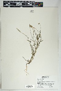 Polygala alba image