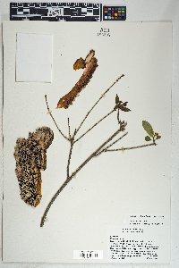 Hintonia latiflora image