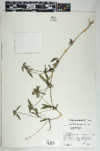 Crusea psyllioides image