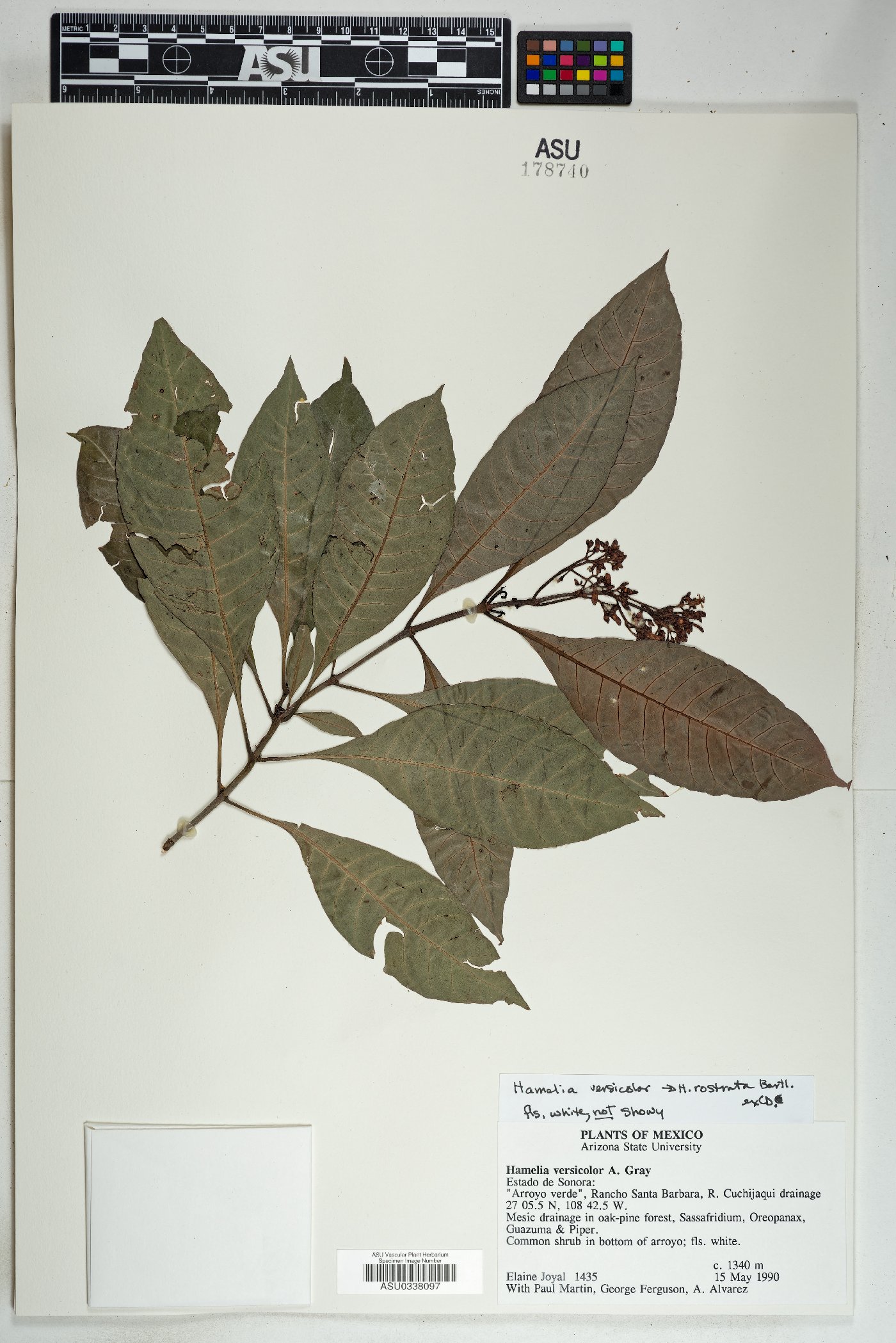 Hamelia rostrata image