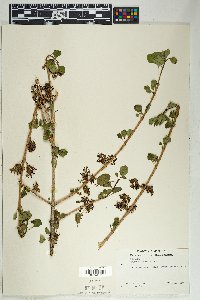 Fraxinus anomala image