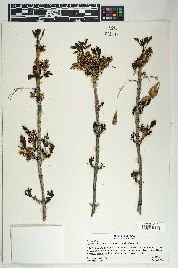 Fraxinus anomala image