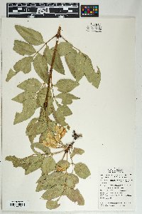 Fraxinus anomala image