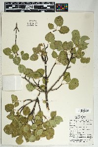 Fraxinus anomala image