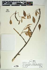 Fraxinus anomala var. lowellii image